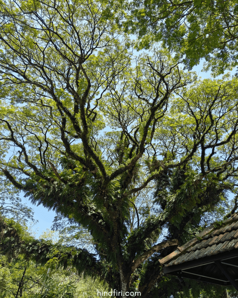 A tree in Fort Kochi