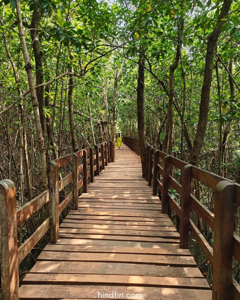 The mangrove forest boardwalk in Honnavar is a day trip from Udupi.
