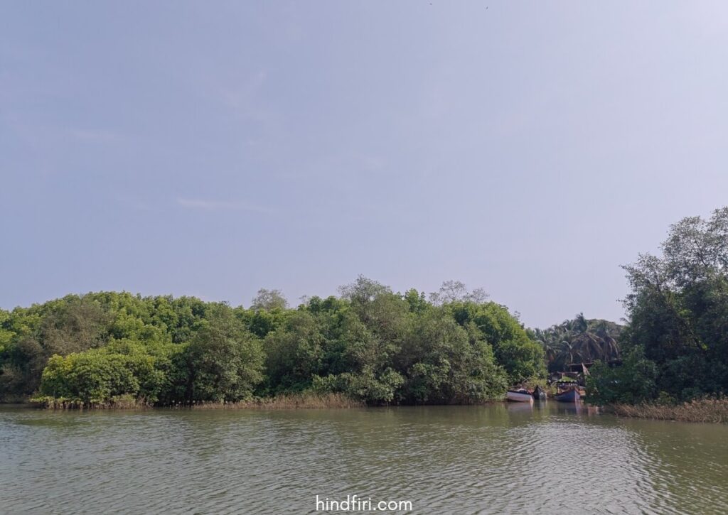 The mangroves in Honnavar are a day trip from Udupi